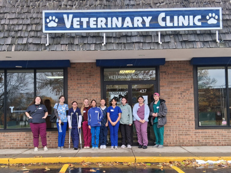 Small Animal Science Seniors Support Care for Cats at Dunkirk Clinic